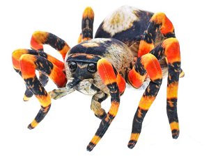 Mikro Trading Pavouk hnědý plyšový 25cm 0m+ v sáčku