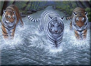 Royal Langnickel Malování podle čísel - Tři Tygři, 40x30 cm