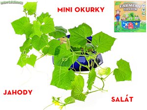 Mikro trading Grow&Decorate - Vypěstuj si bylinky - 3 druhy sazenic s doplňky