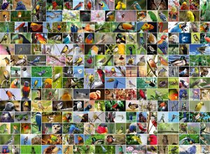 BLUEBIRD Puzzle Koláž: Nejkrásnější ptáci světa 4000 dílků