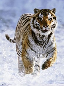 Popron Tygr ve sněhu 500d