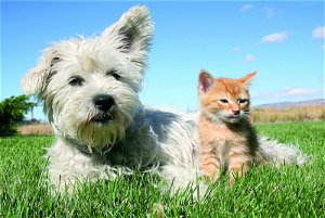 M.I.C. Přátelství mezi psem a kočkou 100 dílků