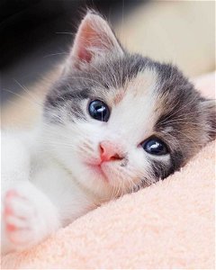 JERRY FABRICS Plyšová deka kočka Kitten Polyester, 120/150 cm